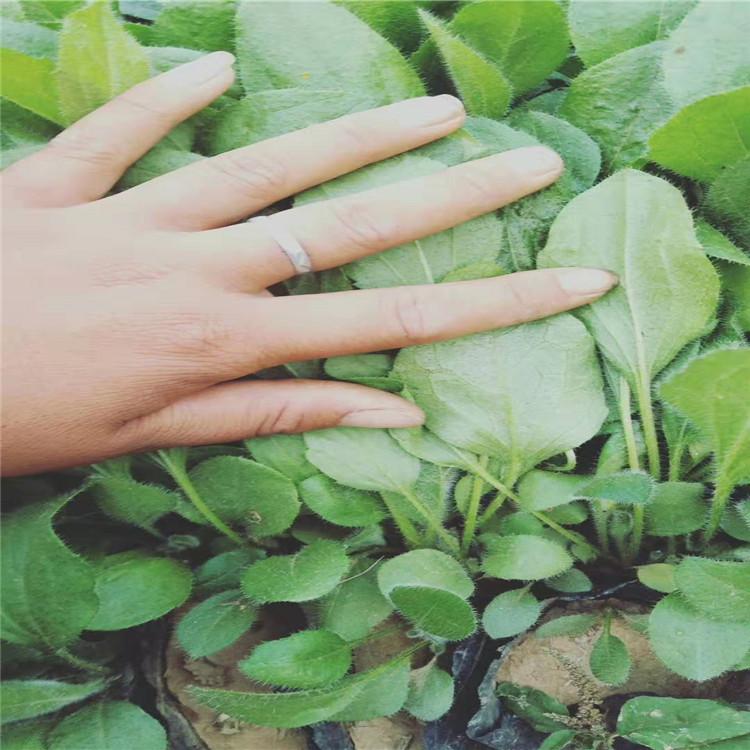 大滨菊花卉组摆技术指导大滨菊花期几月大滨菊花带技术指导