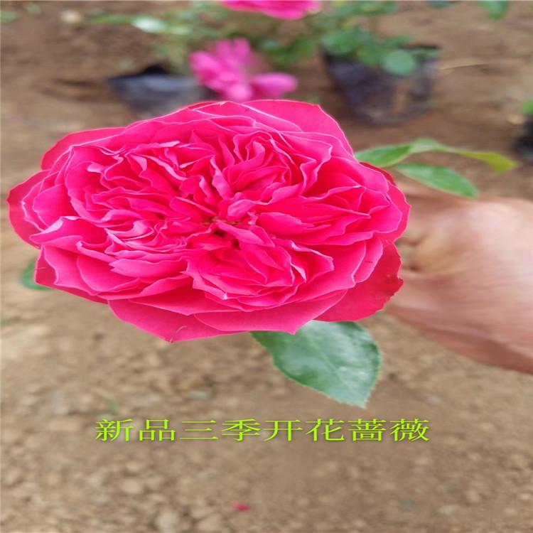 山东蔷薇青州蔷薇月季 青州蔷薇价格 品种月季批发 红帽月季