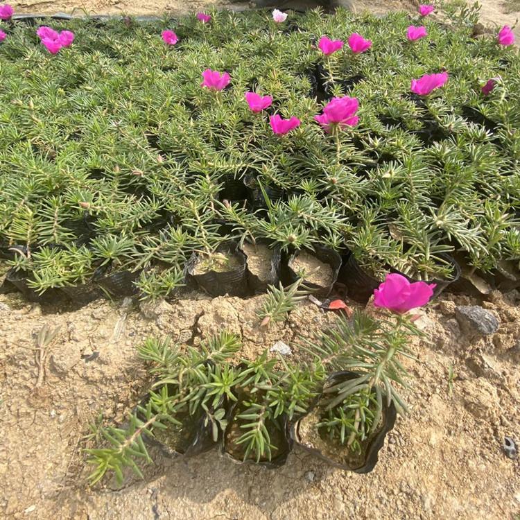 花色美丽马齿笕   地被草花太阳花园林 等你致电