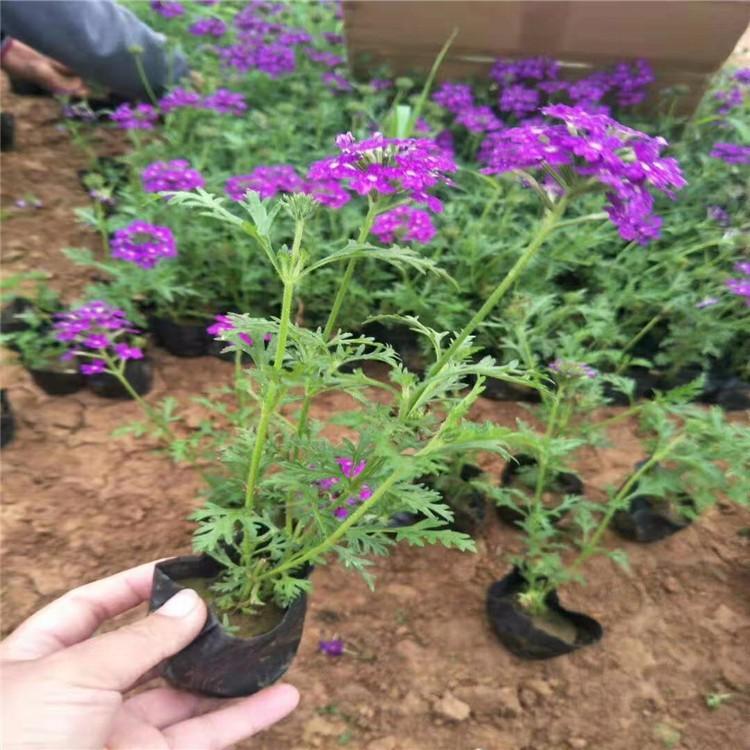 批发美女樱来【天一花卉】 四季美女樱种植基地