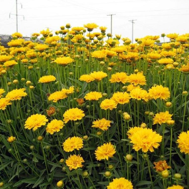 基地批发金鸡菊 金鸡菊价格 价格低 质量好