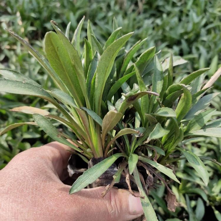 荷兰菊苗批发商 青州荷兰菊种植基地 现货直销荷兰菊小苗