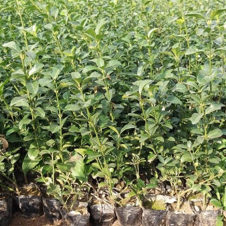 现货发售 小叶扶芳藤低价出售  晶伟扶芳藤大量供应