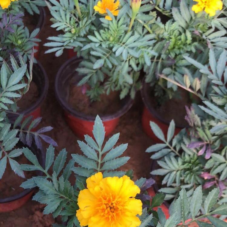 孔雀草种植基地  山东孔雀草报价  孔雀草供应商  茗健花卉