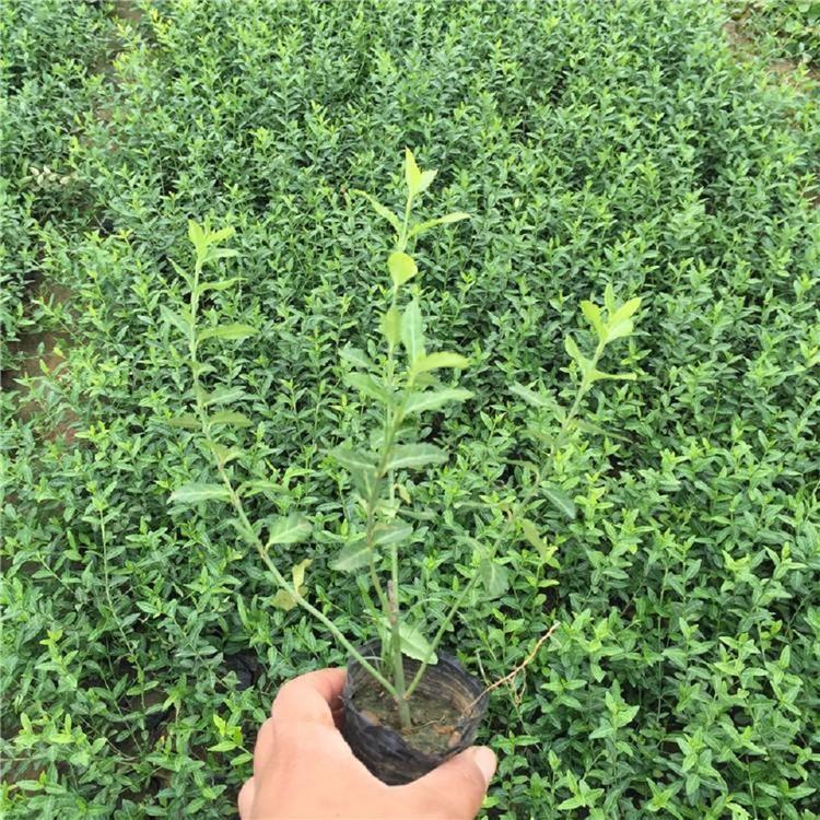 苗圃直供 小叶扶芳藤  扶芳藤种植基地