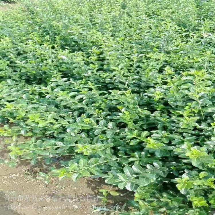 欢迎咨询 扶芳藤报价   青州小叶扶芳藤 批发价格