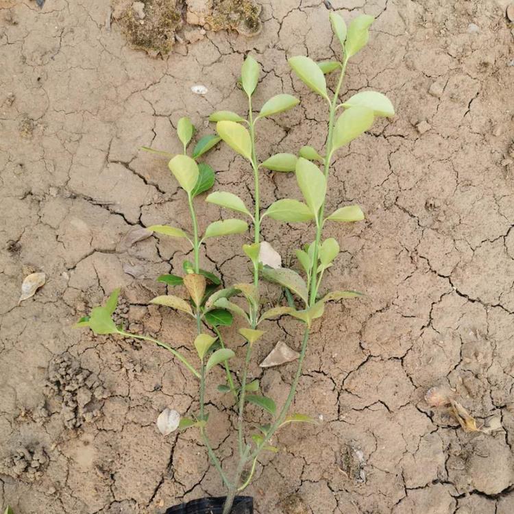 山东扶芳藤价格扶芳藤基地批发出售盆栽扶芳藤