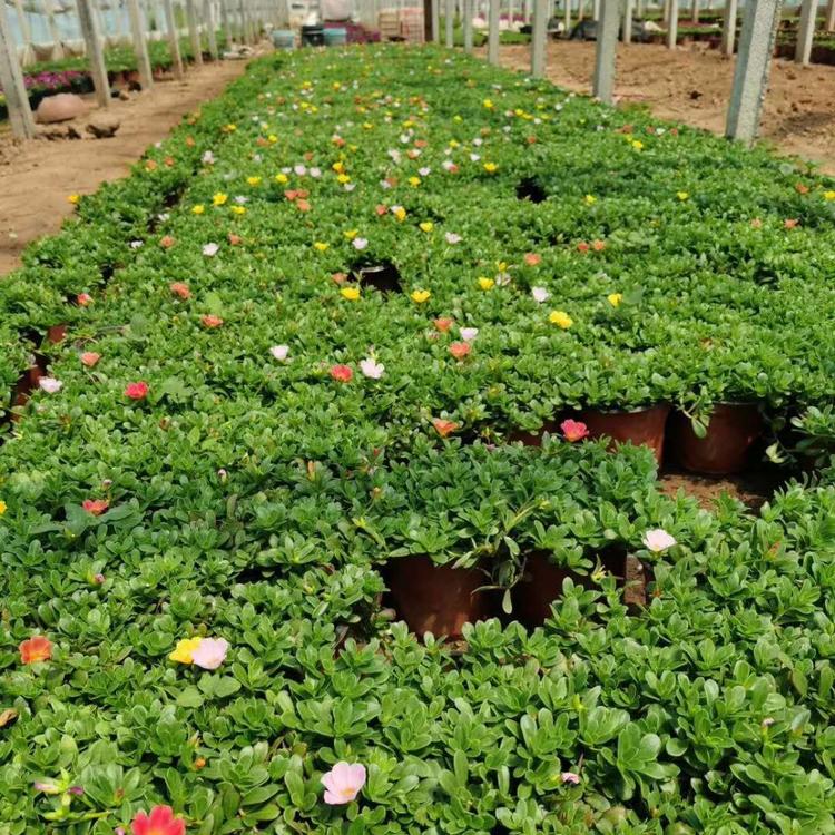 太阳花种植基地  茗健花卉  太阳花供应商  太阳花报价