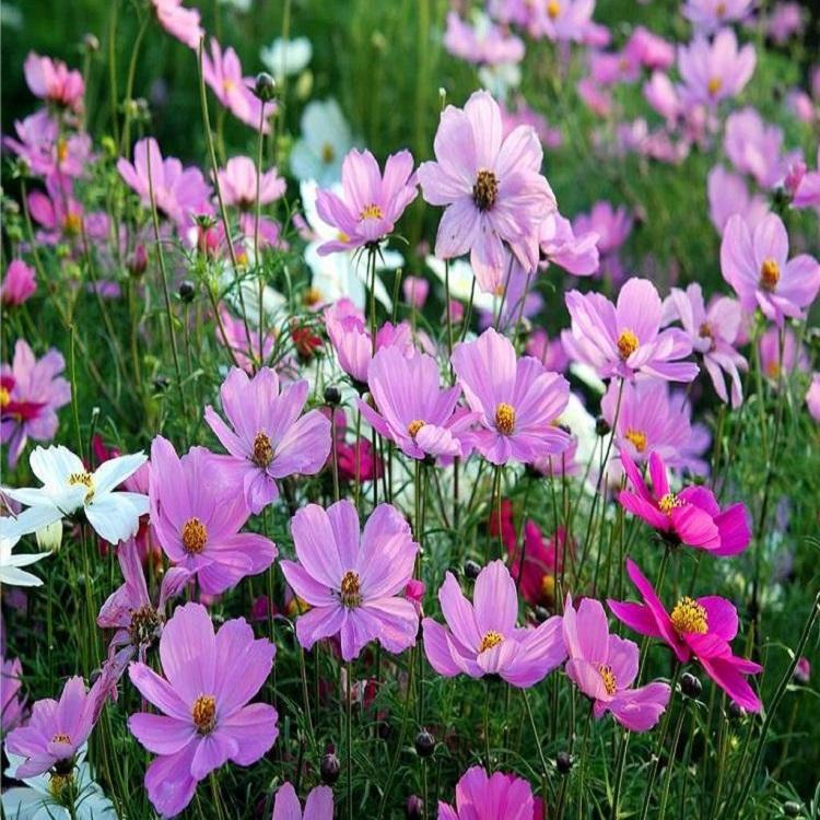 基地大量供应波斯菊 花海用花波斯菊  来昌和农业