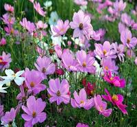 基地大量供应波斯菊 花海用花波斯菊  来昌和<em>农业</em>