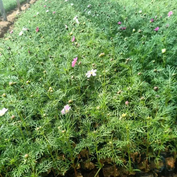 宿根花卉基地波斯菊 波斯菊价格 波斯菊种植基地