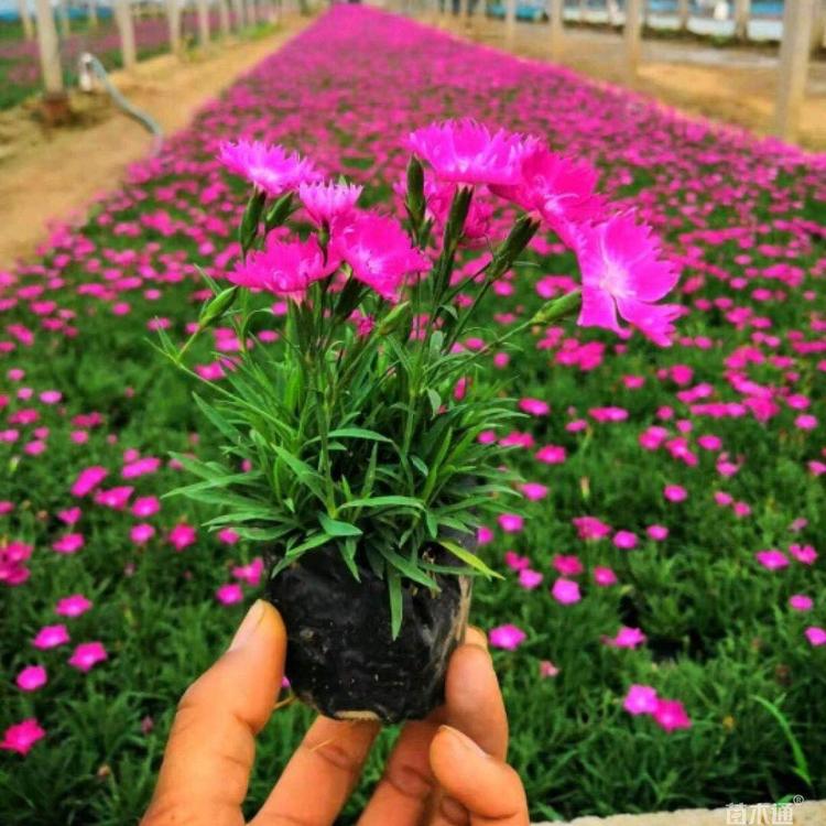 欧石竹培育基地  欧石竹价格  欧石竹大量供应   青州    草花