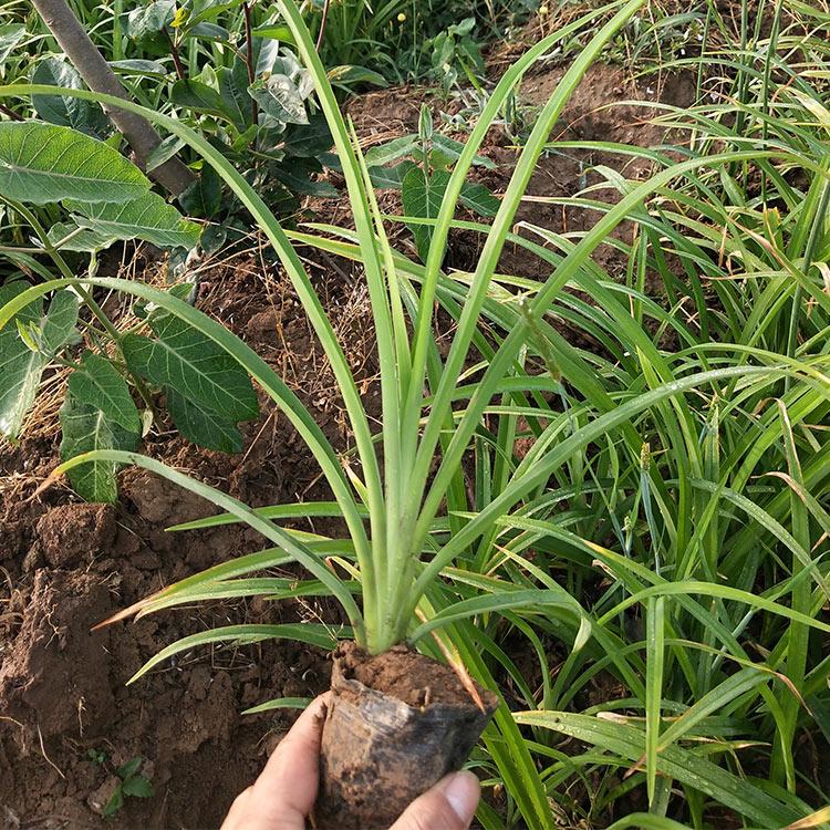 红花萱草 大花萱草批发价格 山东草花基地直销