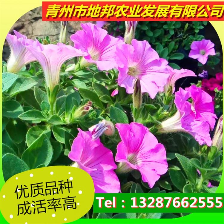 垂吊牵牛基地报价  垂吊牵牛小苗供应商 青州地邦
