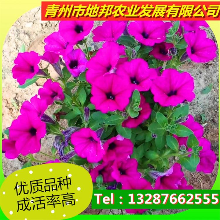 欢迎光临青州矮牵牛种植基地  地邦  牵牛花培育基地