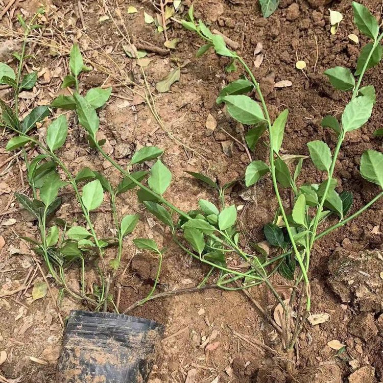 小叶扶芳藤大量供应   卫矛 爬行卫矛  扶芳藤价格  青州基地直销