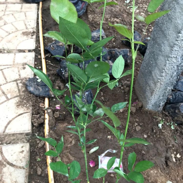 丰花月季大量出售 多色大花月季 青州丰花月季价格 月季批发