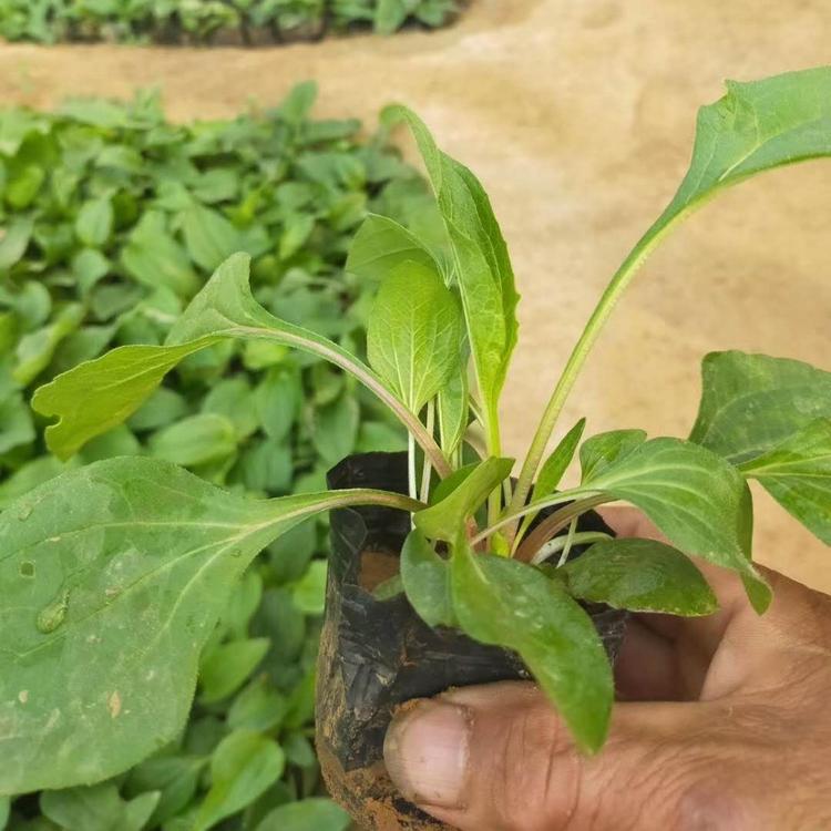 松果菊价格松果菊供应松果菊报价松果菊基地