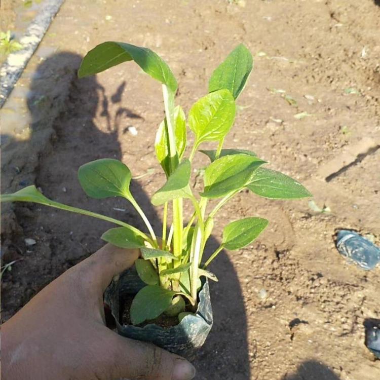 松果菊基地批发松果菊小苗松果菊价格松果菊供应