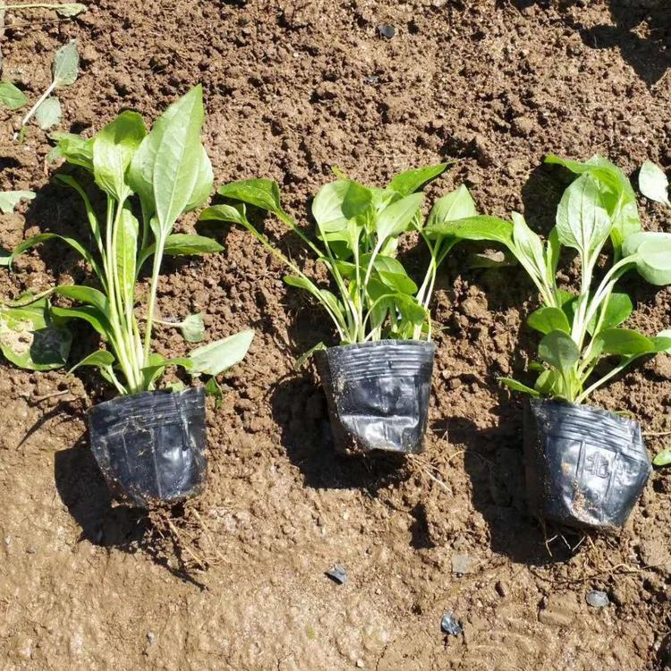 优质松果菊小苗松果菊价格松果菊基地批发