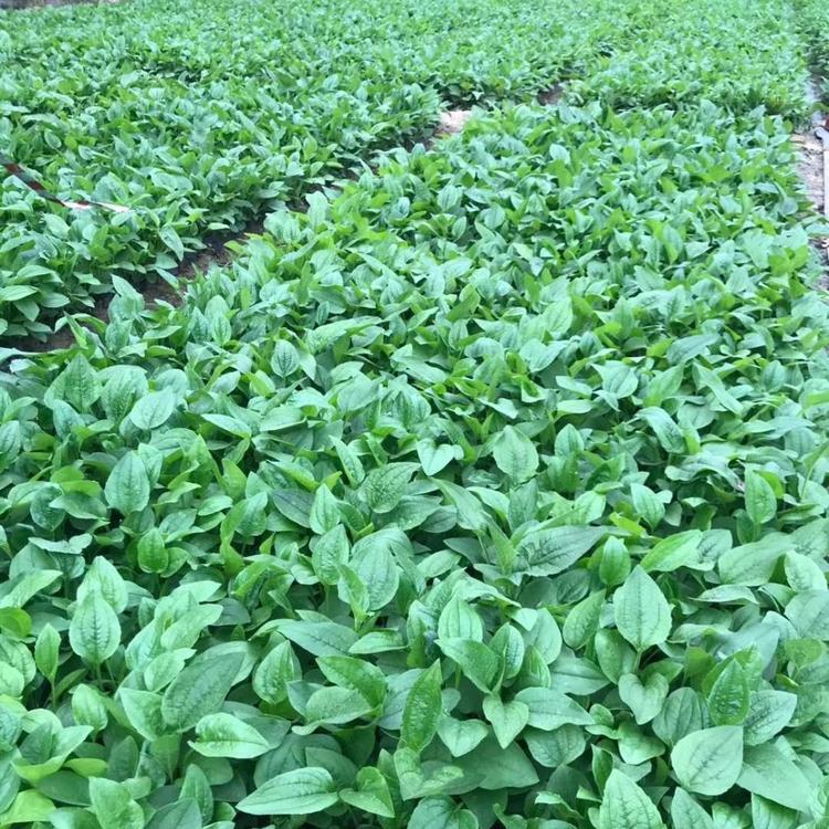 优质松果菊批发松果菊基地价格松果菊小苗