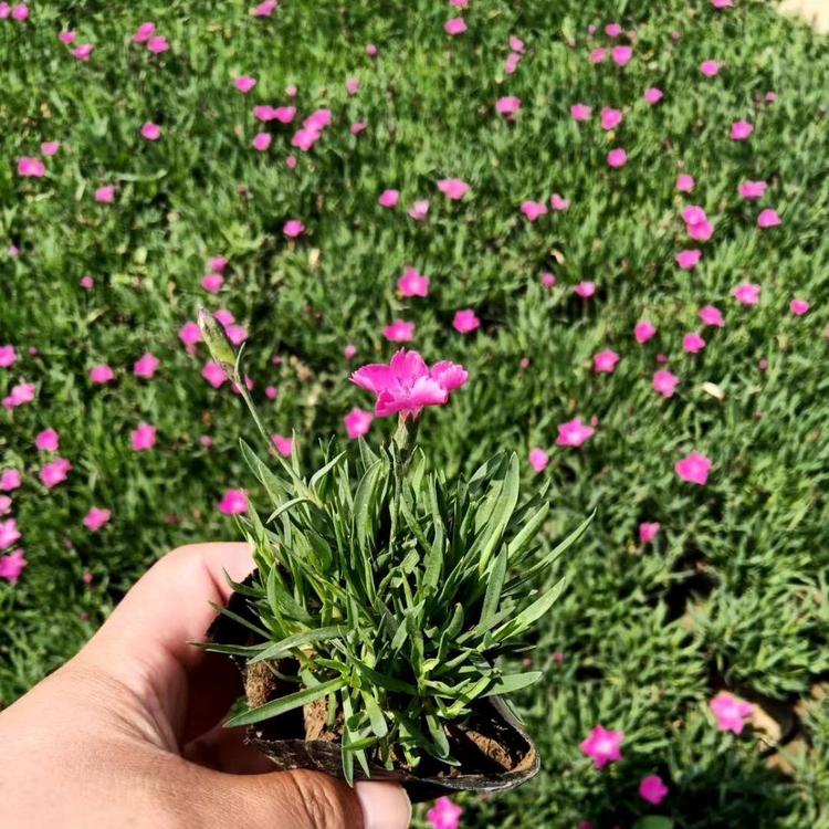 优质欧石竹学盘苗欧石竹草坪价格欧石竹报价欧石竹基地