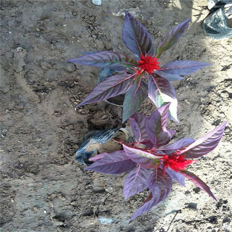 绿化常见植物 鸡冠花种苗批发 承玉花卉