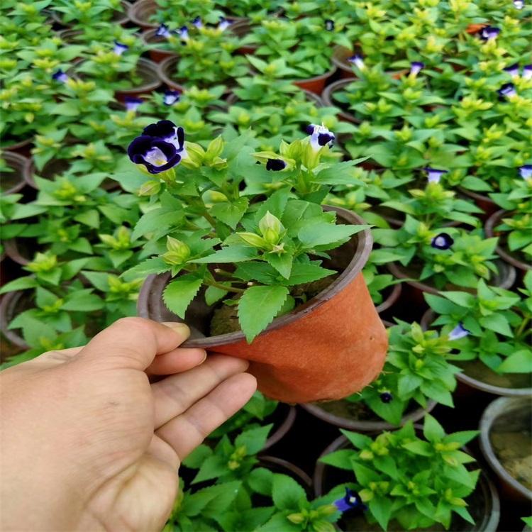 夏堇苗木夏堇批发夏堇成活率高江瑞园艺四季草花常年供应