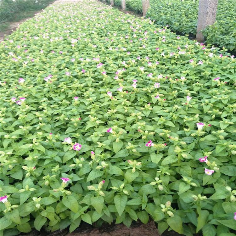 夏堇道路绿化 草花批发 夏堇工程苗
