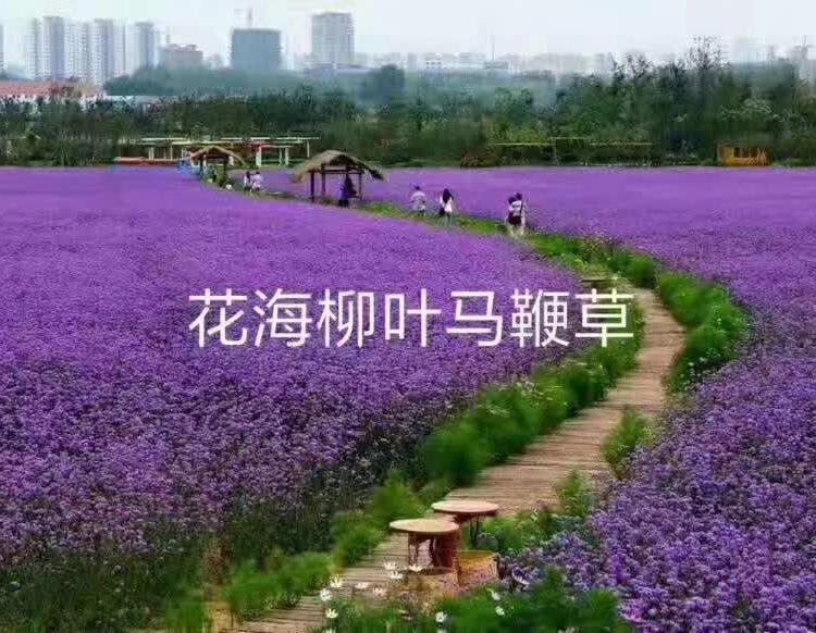 马鞭草花海苗欢迎致电天一花卉