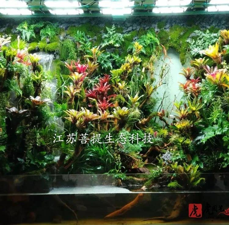 杭州 苔藓墙 水陆景观 雨林景观施工 水陆缸设计  雨林缸制作