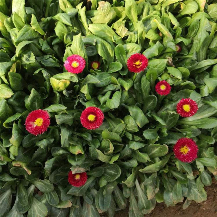 雏菊批发 时令草花 承玉花卉批发