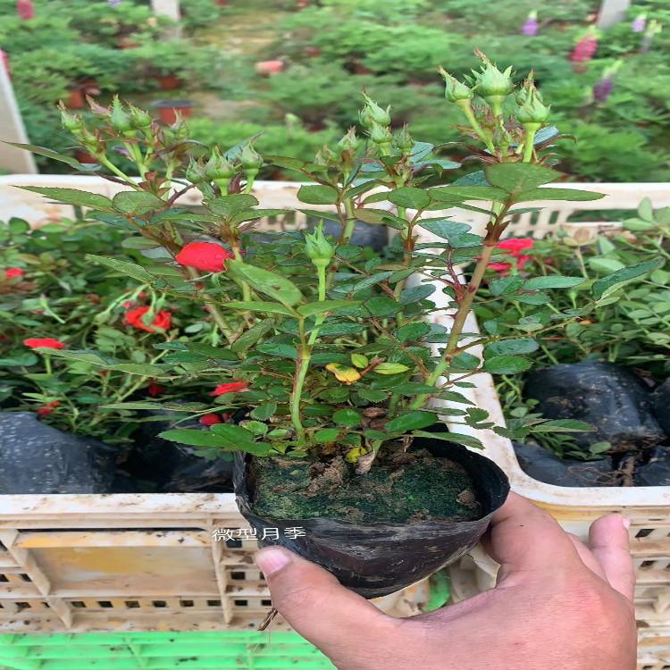 微型月季种植基地【天一花卉】微型月季批发价格