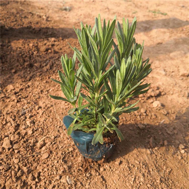 青州苗圃基地草花批发 薰衣草种苗