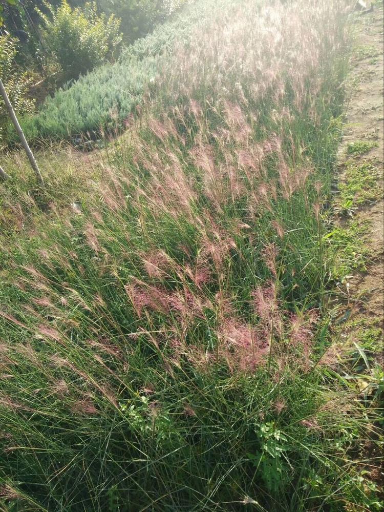 粉黛乱子草供应 山东粉黛乱子草 粉黛乱子草大量供应