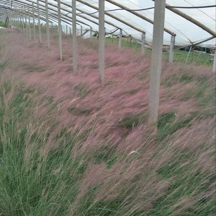 粉黛乱子草供应 山东粉黛乱子草 粉黛乱子草种植基地