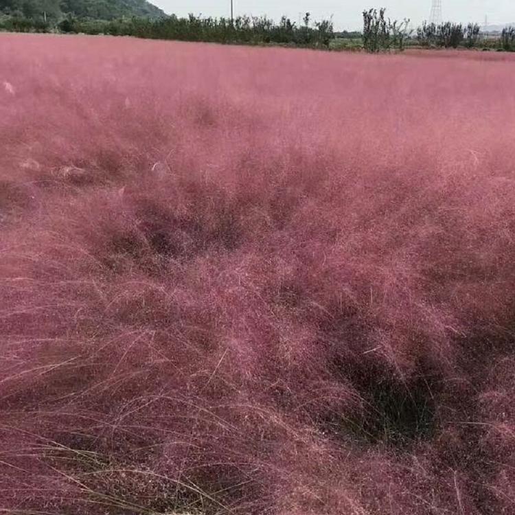 粉黛乱子草报价 潍坊粉黛乱子草 粉黛乱子草大量供应