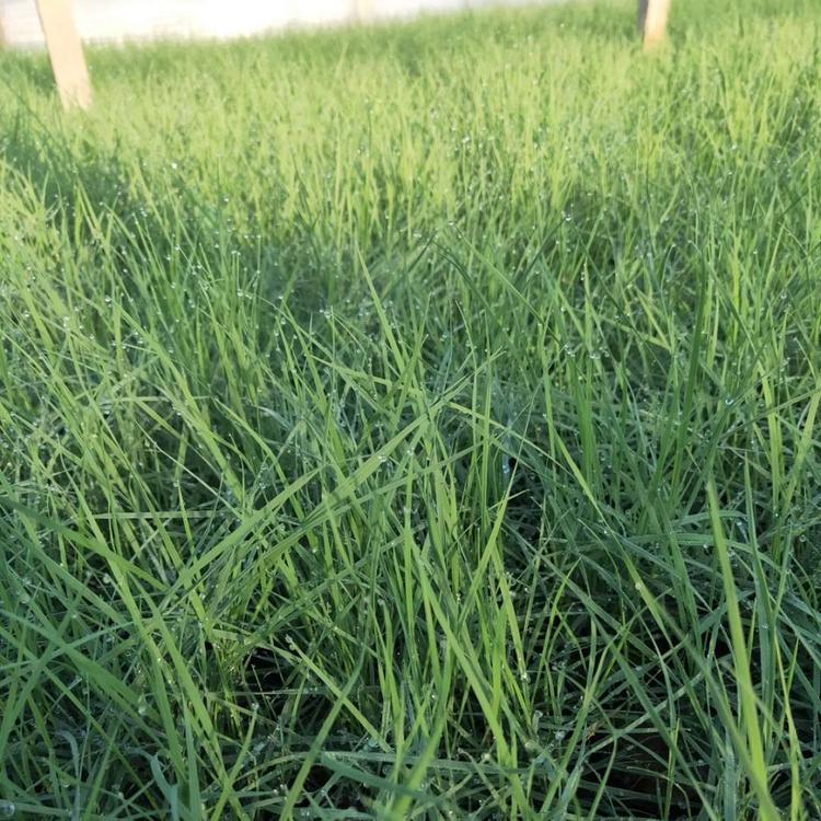 粉黛乱子草批发 青州粉黛乱子草 粉黛乱子草大量供应