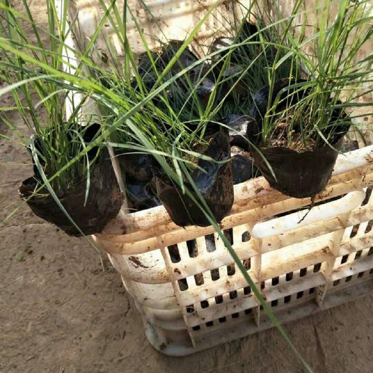 粉黛乱子草报价 潍坊粉黛乱子草 粉黛乱子草种植基地