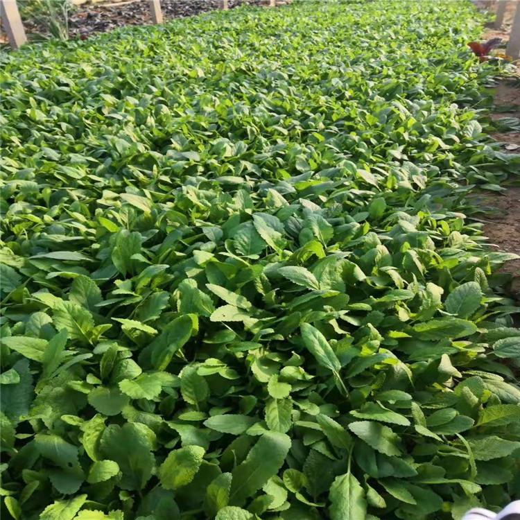 鼠尾草宿根花卉 地被鼠尾草长期供应