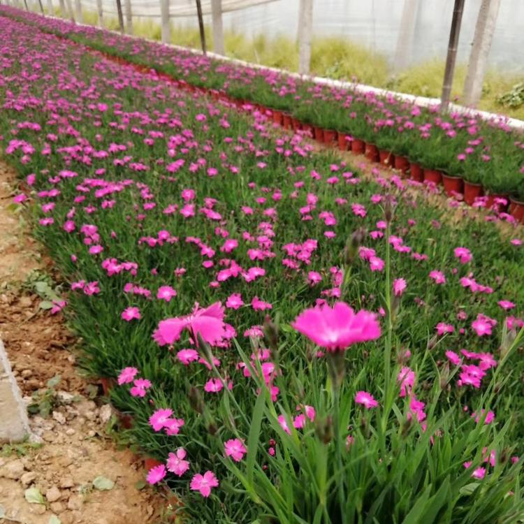 青州草花基地--批发穴盘苗欧石竹