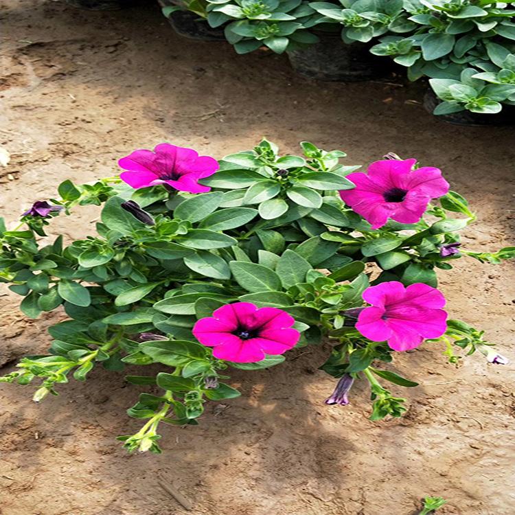 垂吊牵牛苗 青州草花批发 苗圃供应现货 直销垂吊牵牛 盛诺园艺