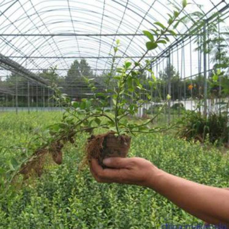 大量批发 扶芳藤小苗批发价格 山东扶芳藤小苗