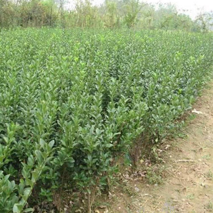 基地供应 扶芳藤小苗销售 青州扶芳藤小苗