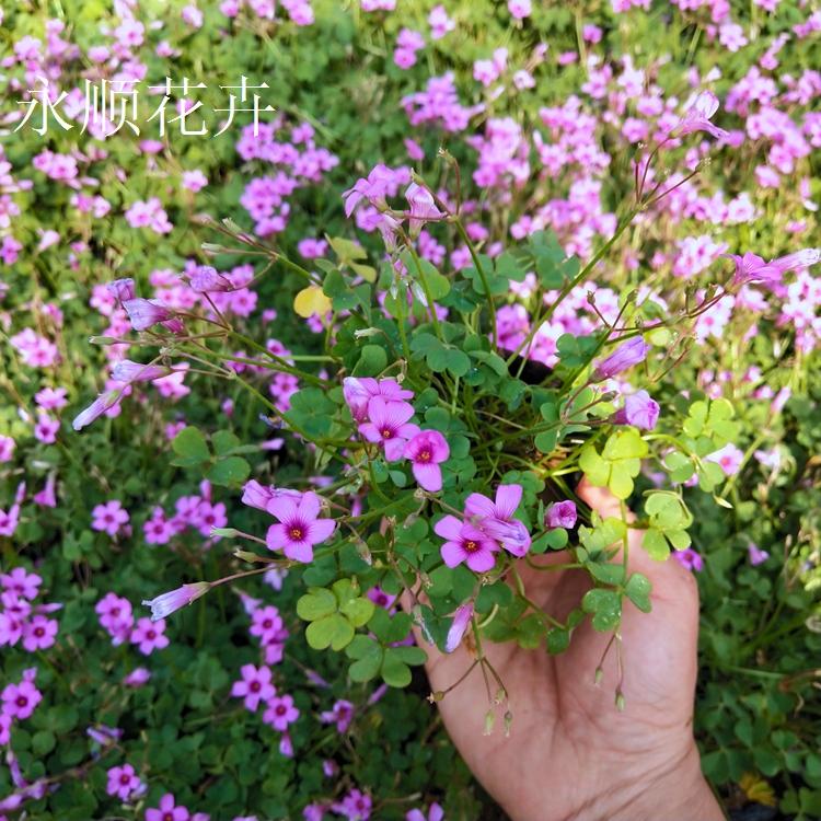 醡酱草 红花绿叶醡酱草 基地直供吸引耐寒醡酱草价格 红三叶草