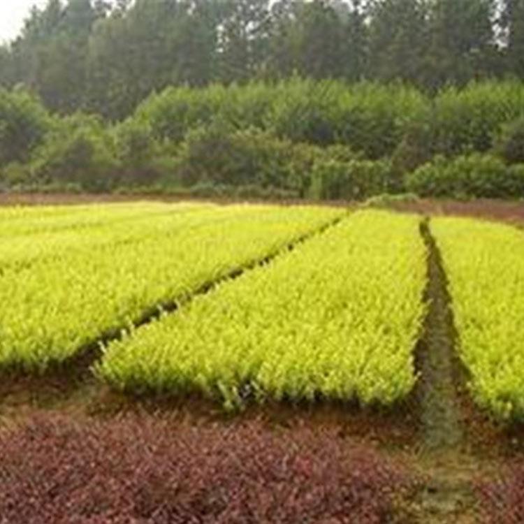 园林绿化 金叶女贞苗种植基地 山东金叶女贞苗