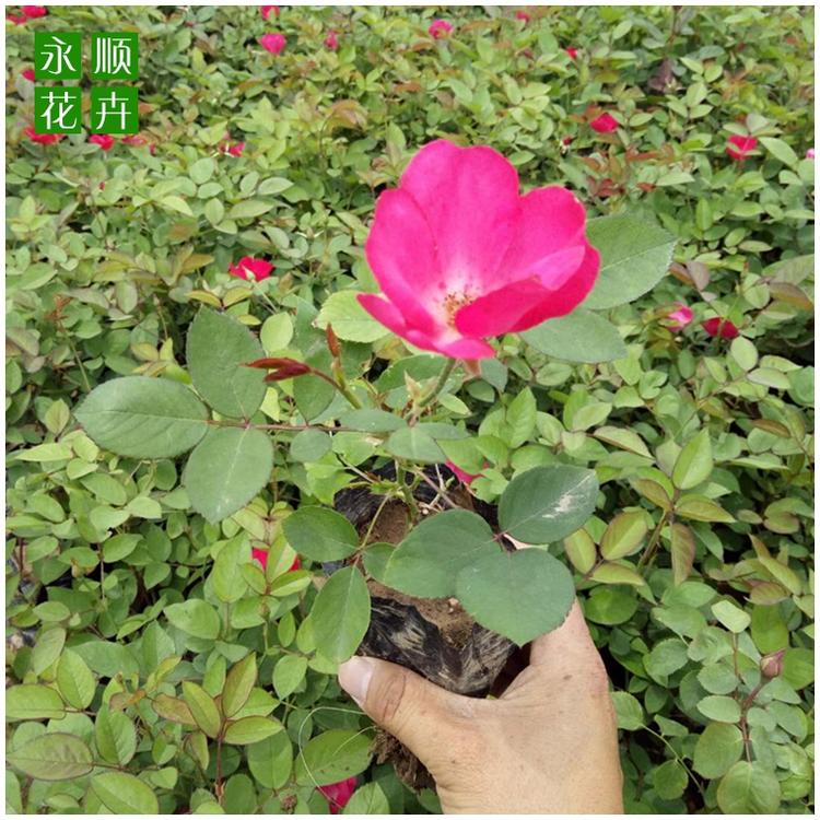 月季 丰花月季 园林绿化庭院绿化 丰花月季价格