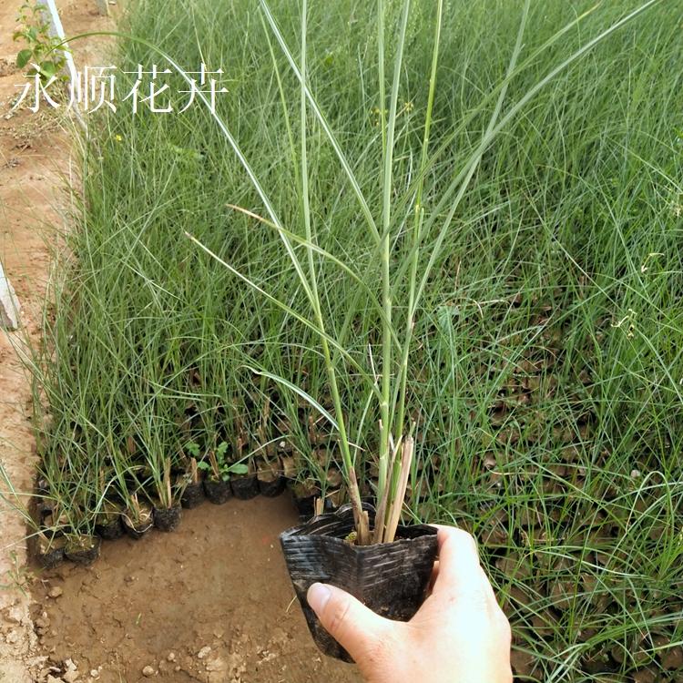 细叶芒 青州永顺花卉基地直供多芽细叶芒 园林花镜花卉细叶芒价格