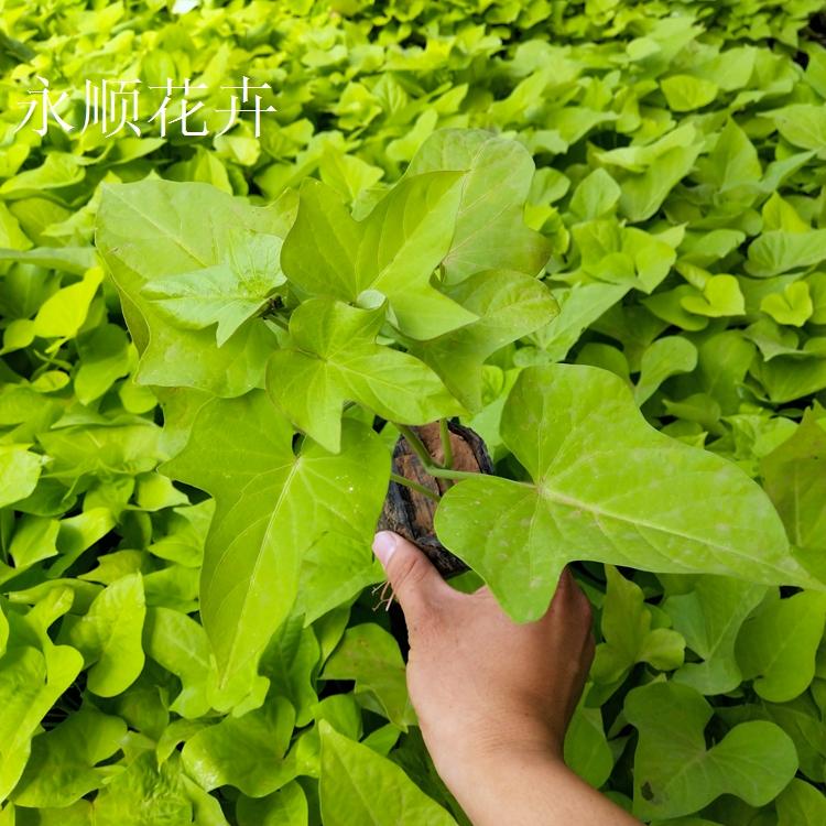 金叶薯 黄金薯 园林景观黄色系观叶金叶番薯 金叶薯价格