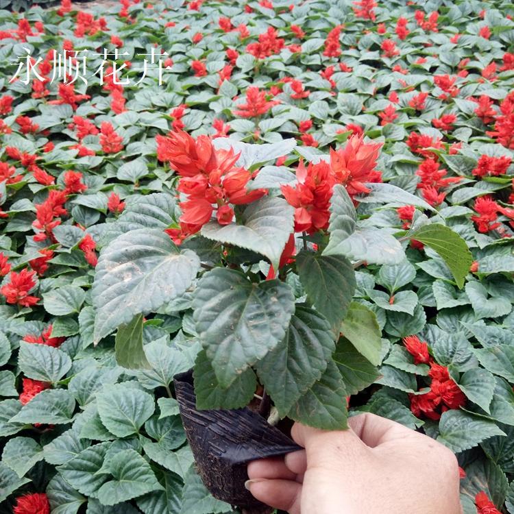 节庆租摆一串红花苗 红花矮串红 青州草花批发 一串红价格